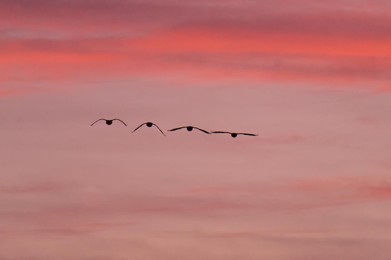 Oklahoma geese crossing sunset