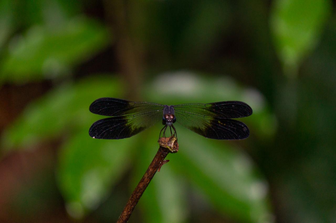 Black-banded Gossamerwing (Dragonfly), by Talia Nat