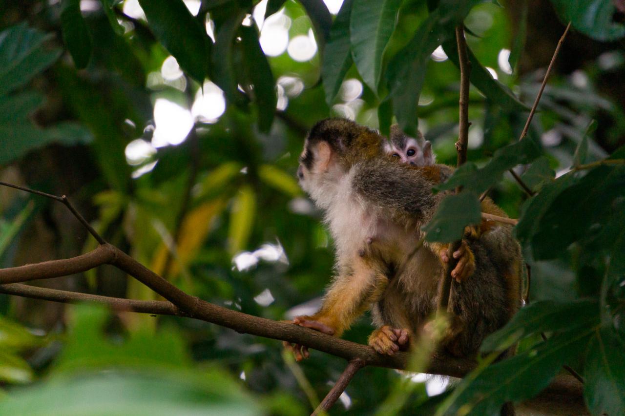 Titi monkeys, by Talia Nat