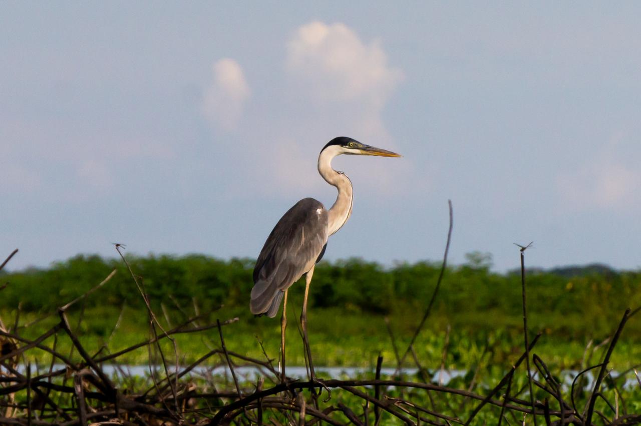 Brown Heron