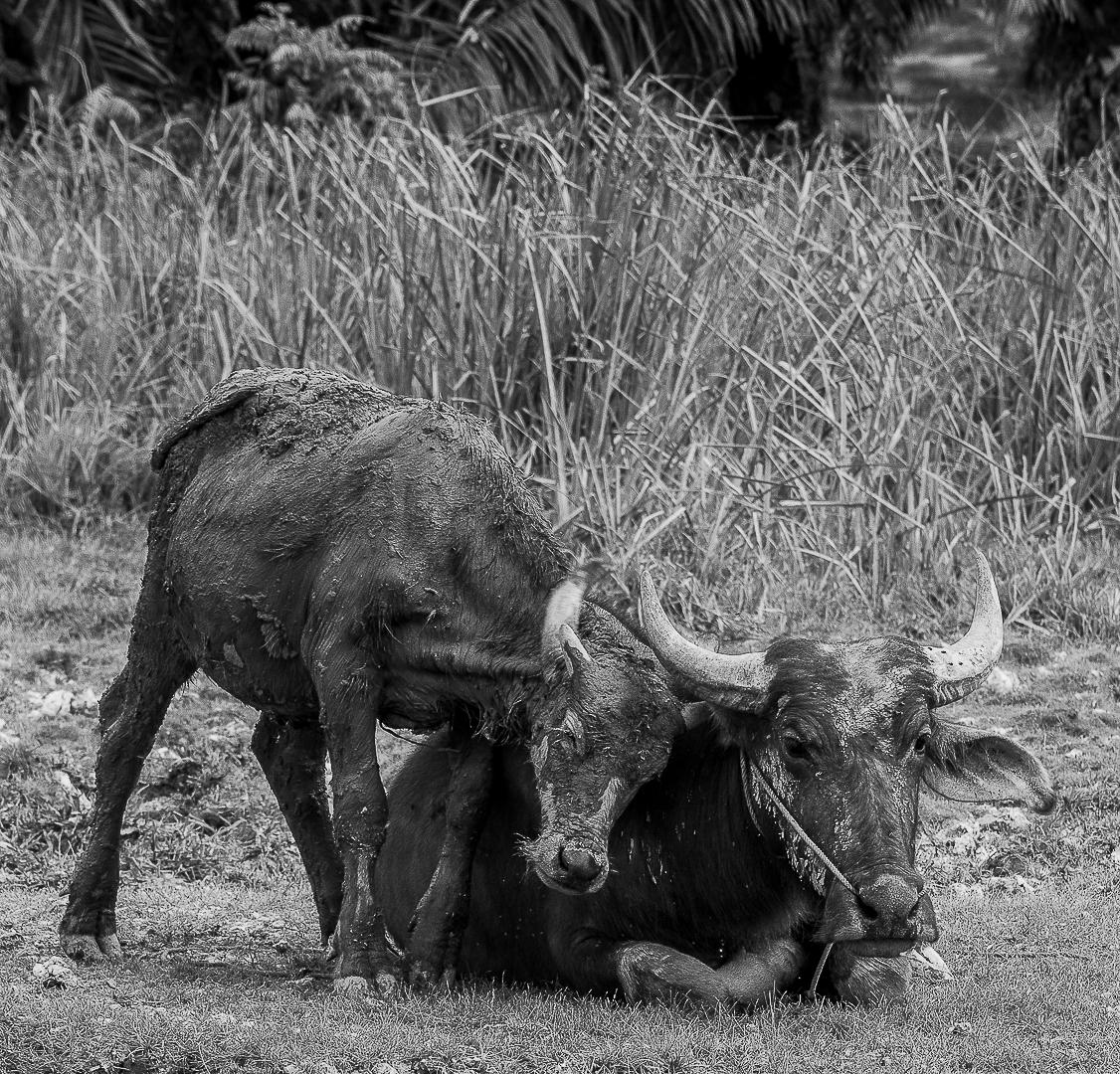 Buffalos loving each other