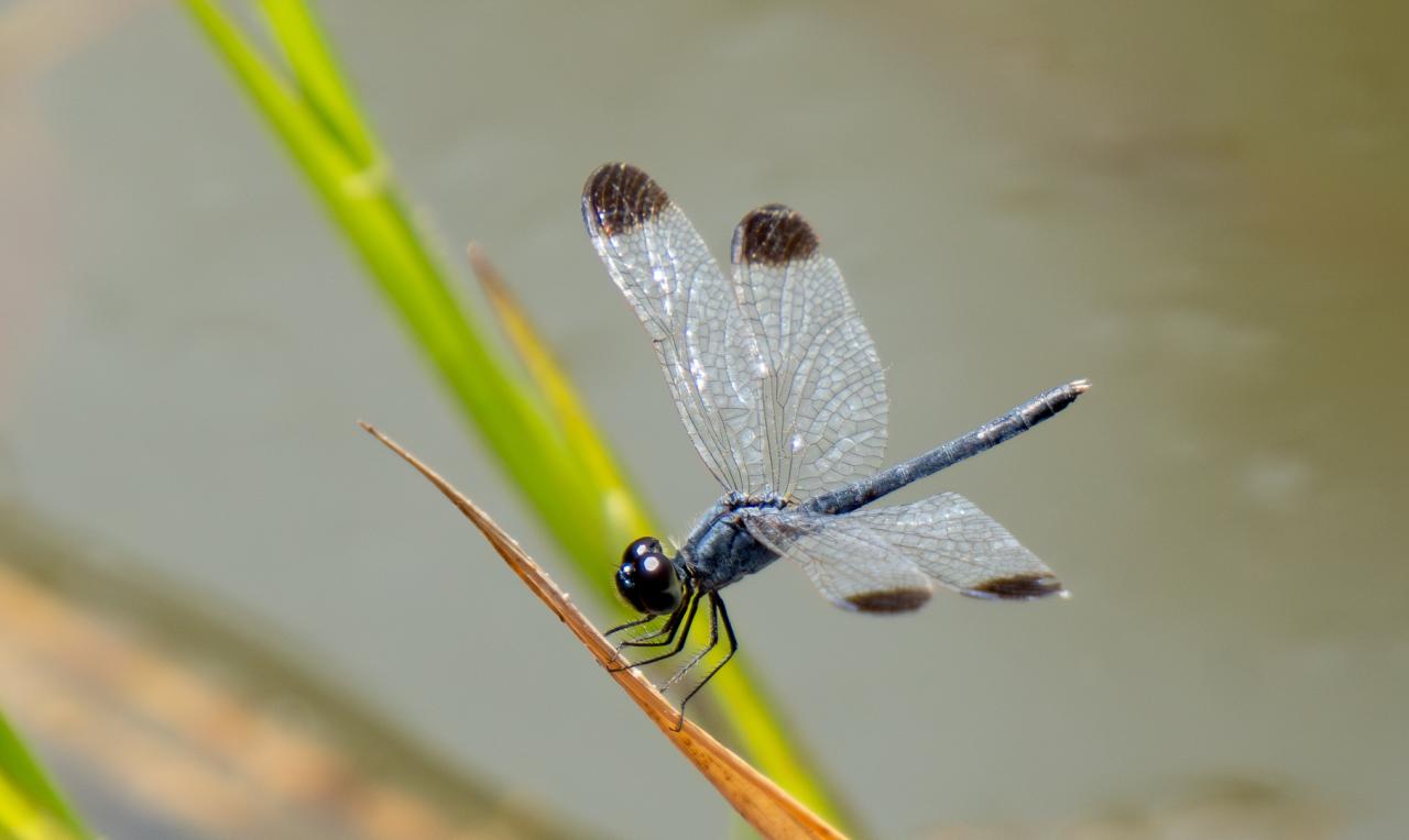 Dragonfly posing on a stick