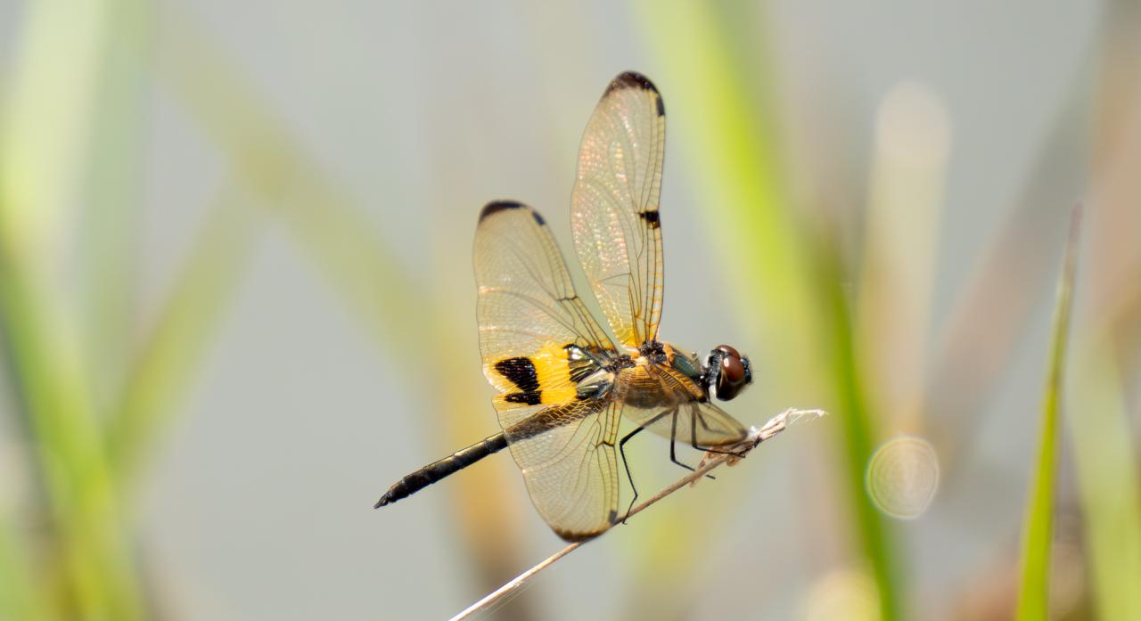 Dragonfly posing on a stick