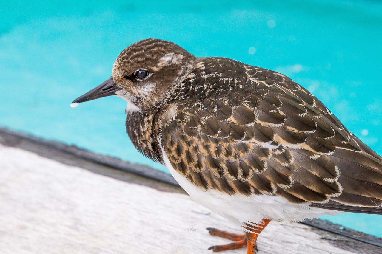 SAS Bird