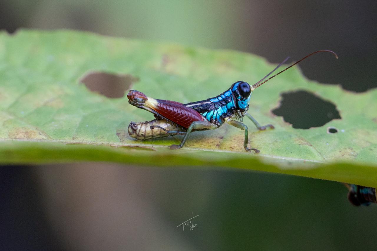 Saltamontes