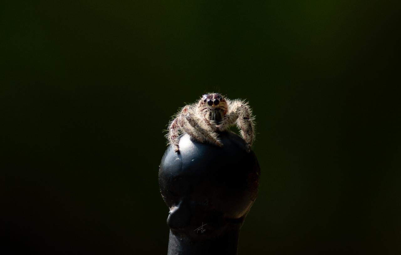 Spider 