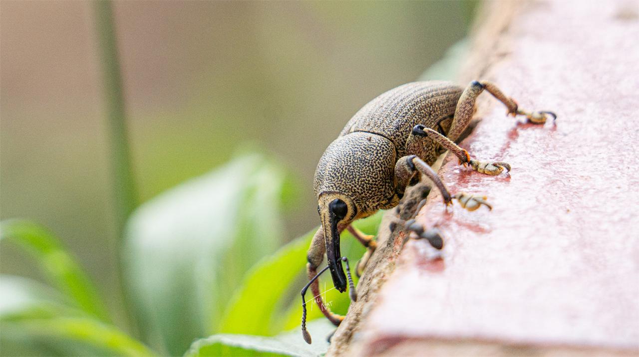 escarabajo