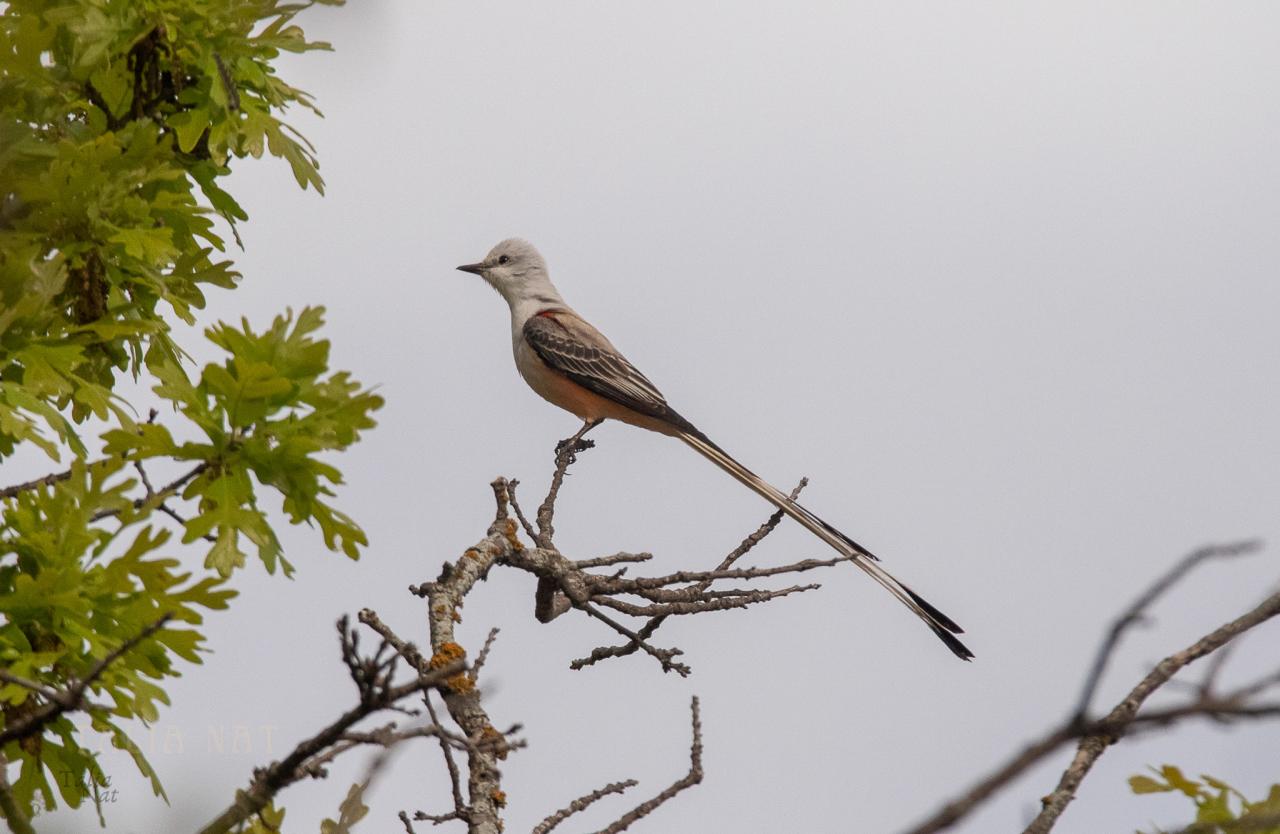 Scissortail bird