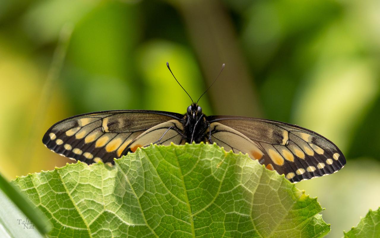 Mariposa 