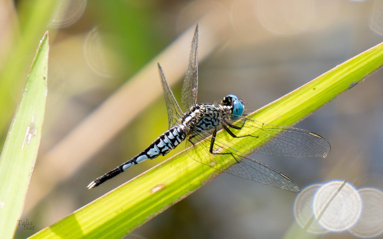 Libelula
