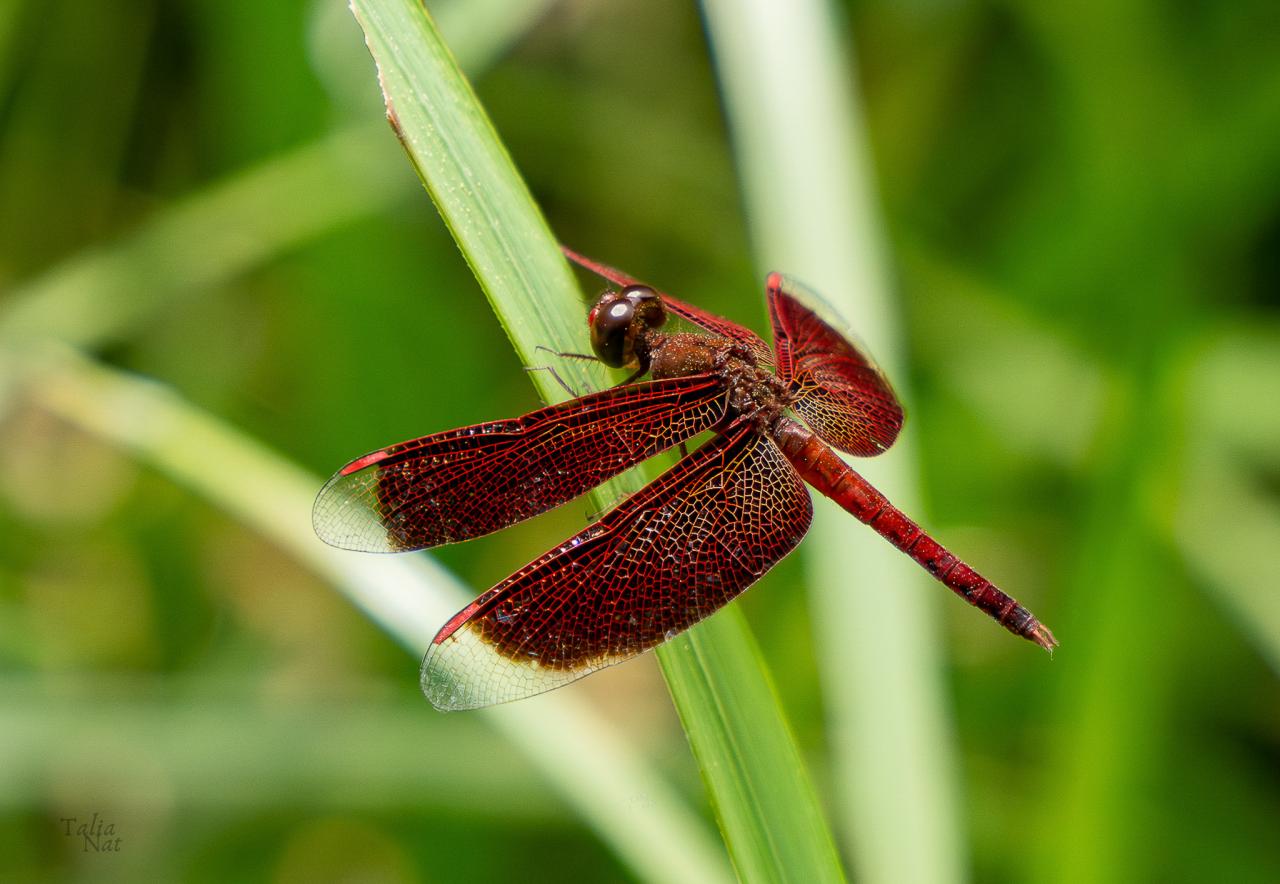 libelula 1