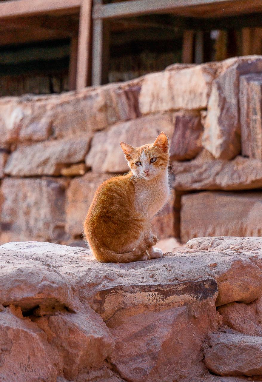 Cat JOrdan