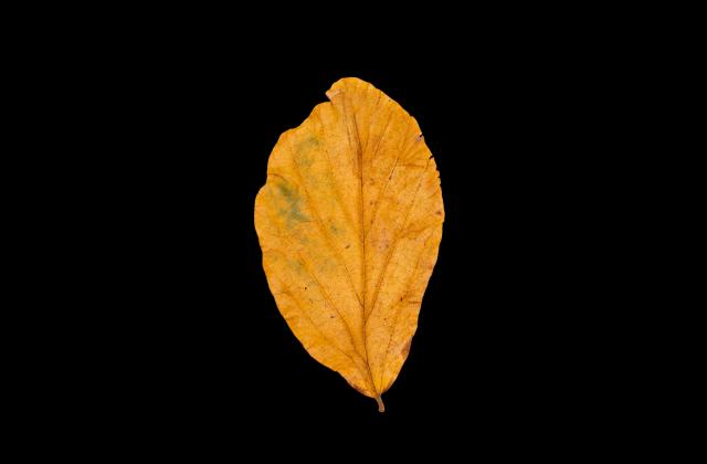 Autum Leaves 