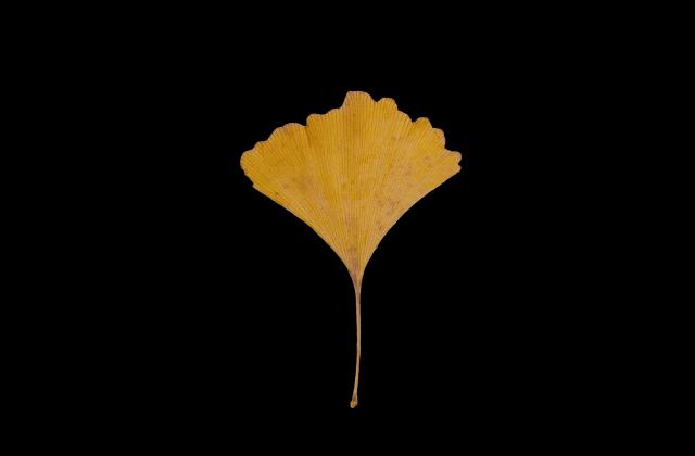 Autum Leaves 