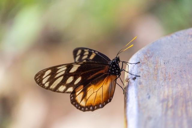 Mariposa linda