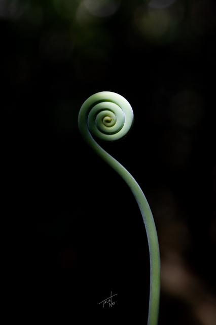 Espiral