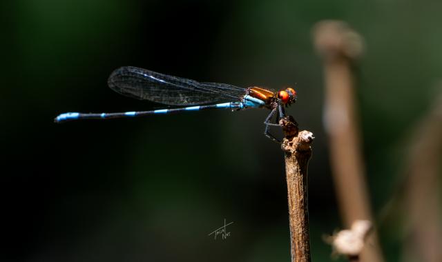 Libelula