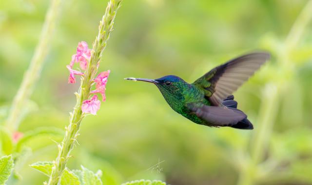 colibrí