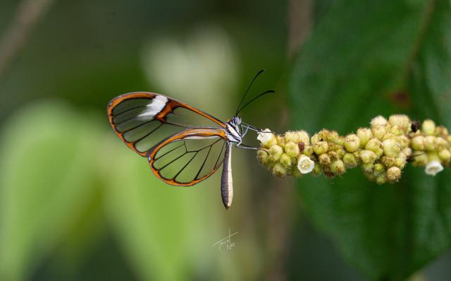 mariposa transparente