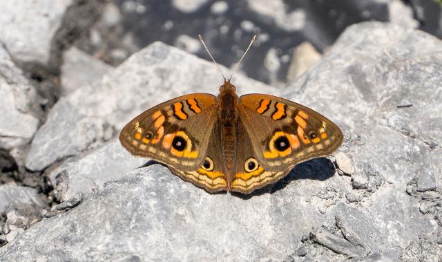mariposa venado