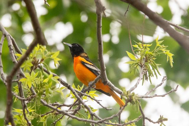 Calandria bird