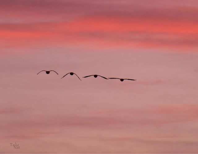 Geese flying