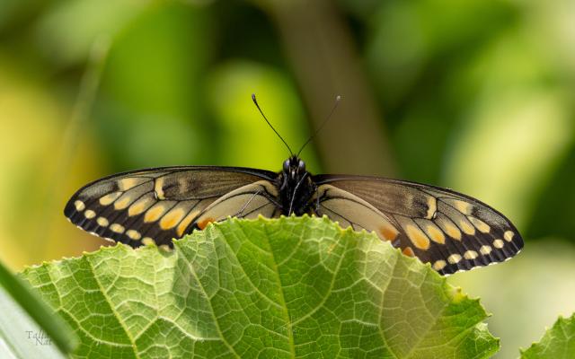 Mariposa 