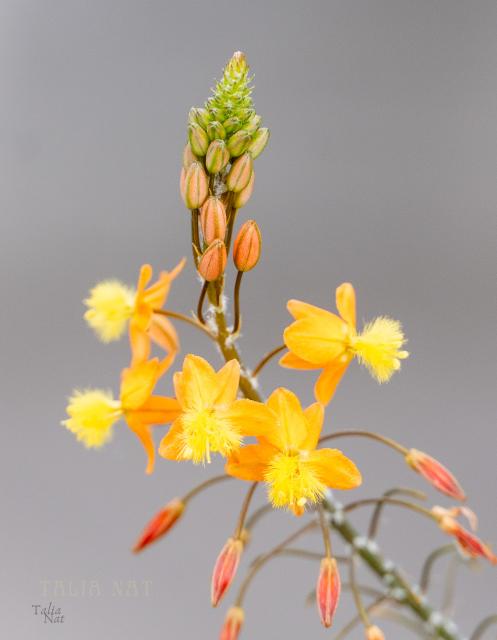 Flor