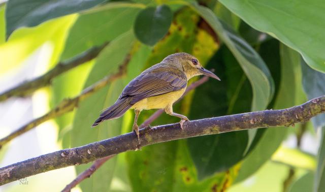 Pajaro