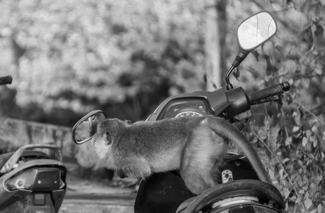 Mono moto