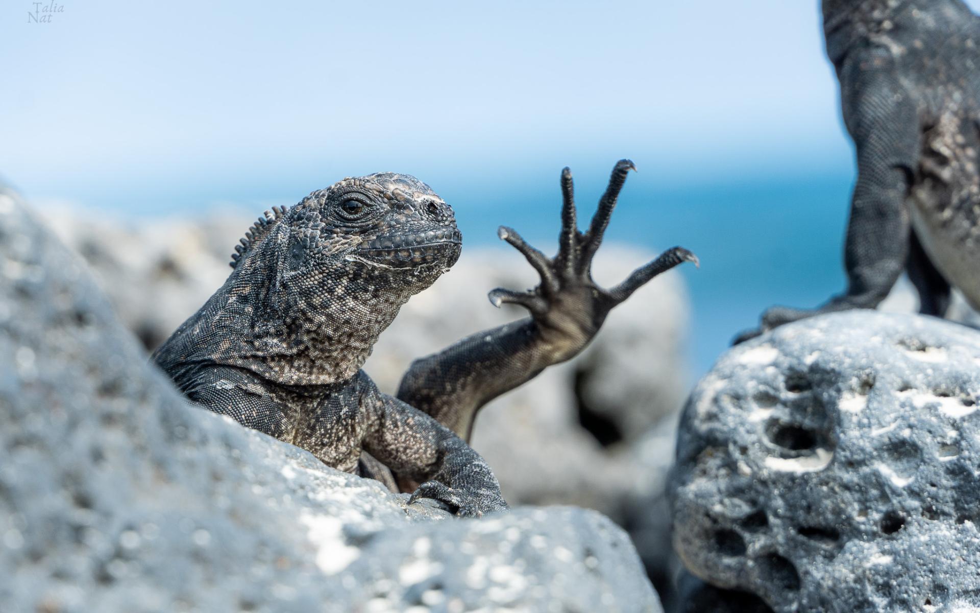 Iguana galapagos